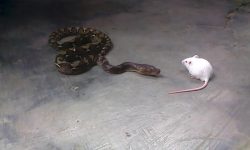 2. 7 ular makan tikus 6 | Buliran.com