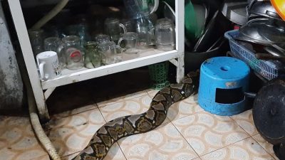 2. ular | Buliran.com
