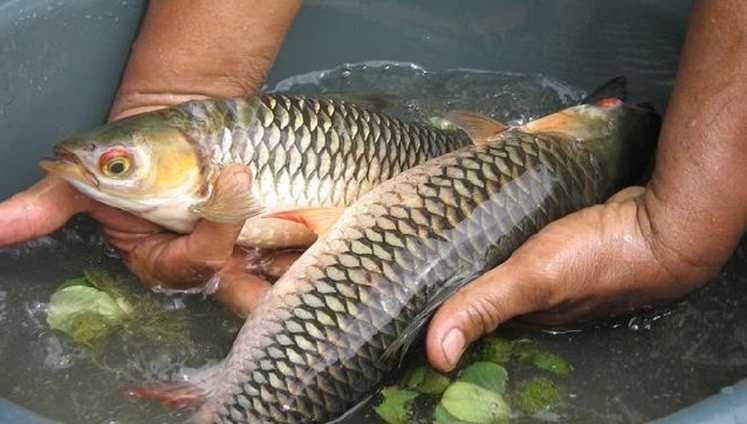 6. Umpan Ikan Jelawat | Buliran.com