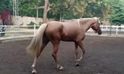 9.2 Kuda Pacu Jawa | Buliran.com