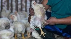 Singapura Krisis Ayam